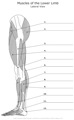Muscels_of_the_Lower_Limb Lateral_View