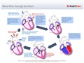 Blood_Flow_through_the_Heart