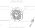 Muscels_of_the_Upper_Limb Muscles_of_the_Arm_Transverse_Section