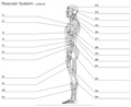 Muscular_System Lateral