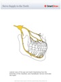 Nerve_Supply_to_the_Teeth