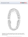 Permanent_Teeth