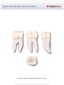 Right_Mandibular_Second_Molar