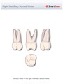 Right_Maxillary_Second_Molar