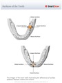 Surfaces_of_the_Tooth