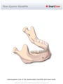 Three_Quarter_Mandible