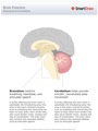 Brain_Function