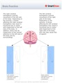 Brain_Function2