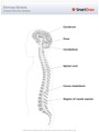 Central_Nervous_System