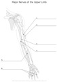 Major_Nerves_of_the_Upper_Limb