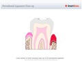 Periodontal_Ligament_Close-up