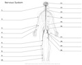 Nervous_System
