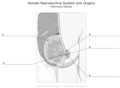 Female_Reproductive_System_and_Organs Mammary_Glands