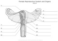 Female_Reproductive_System_and_Organs Uterus