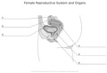 Female_Reproductive_System_and_Organs