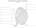 Male_Reproductive_System Testes