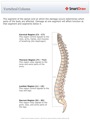 Vertebral_Column