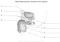 Male_Reproductive_System