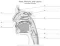 Nose_Pharynx_and_Larynx Paranasal_Sinuses
