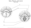 Nose_Pharynx_and_Larynx Vocal_Folds