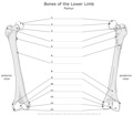 Bones_of_the_Lower_Limb Femur