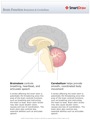 Brain_Function_Brainstem_&_Cerebellum