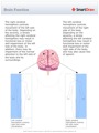Brain_Function