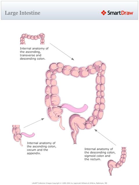 Large_Intestine