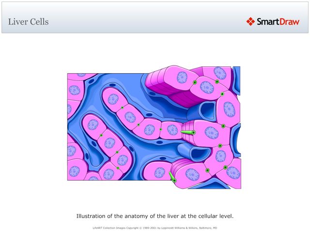 Liver_Cells