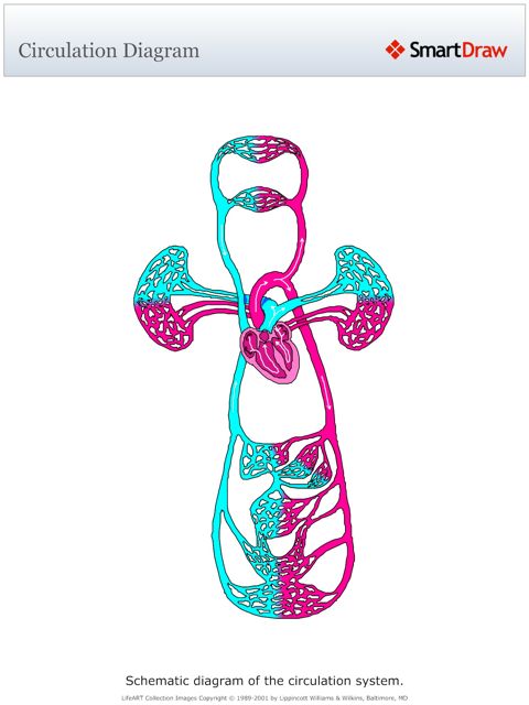 Circulation_Diagram