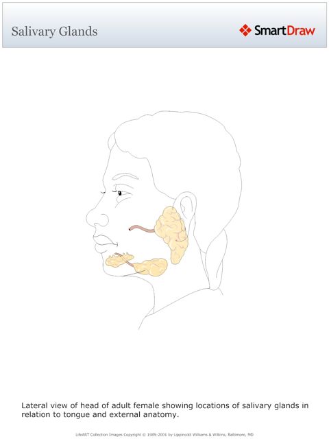 Salivary_Glands