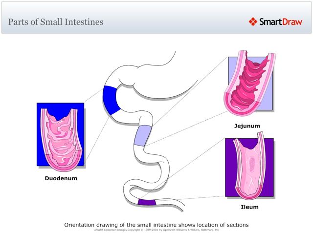 Parts_of_Small_Intestines