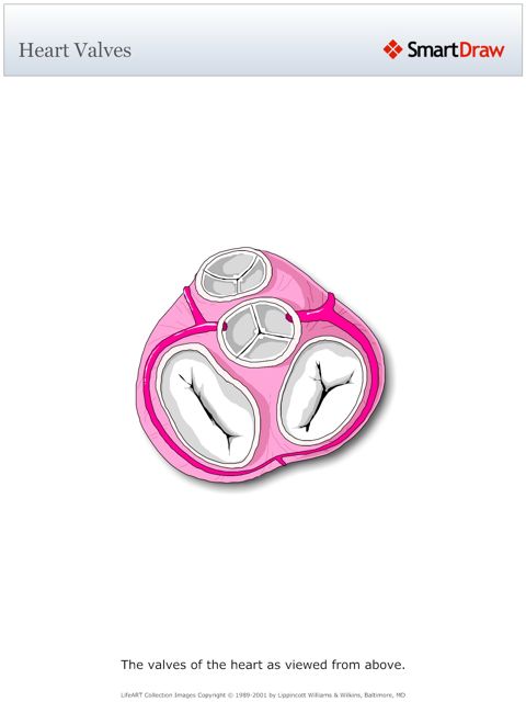 Heart_Valves