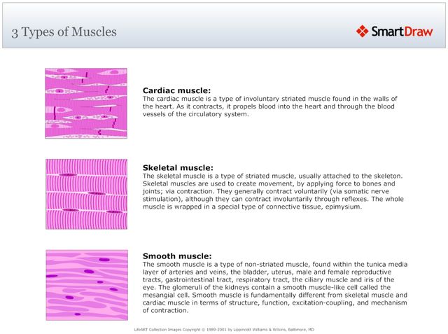 3_Types_of_Muscles