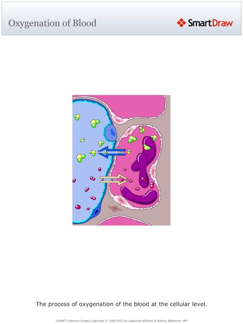 Oxygenation_of_Blood