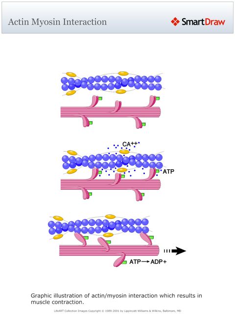 Actin_Myosin_Interaction