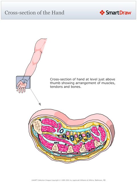 Cross-section_of_the_Hand