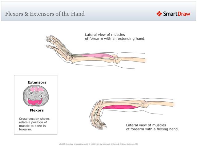Flexors_&_Extensors_of_the_Hand