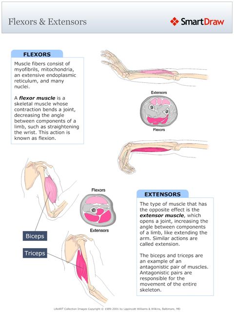 Flexors_&_Extensors
