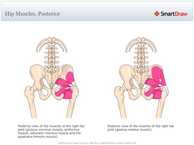 Hip_Muscles,_Posterior