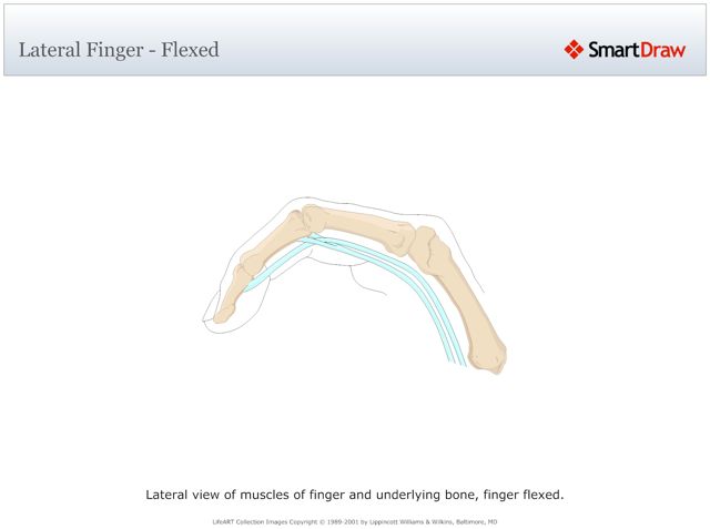 Lateral_Finger_-_Flexed