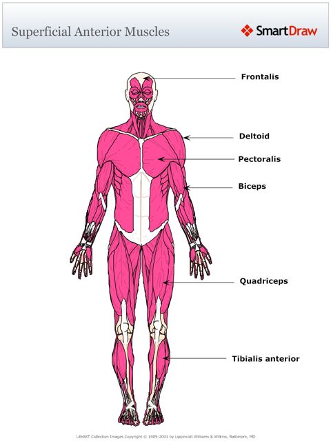 Superficial_Anterior_Muscles