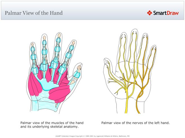 Palmar_View_of_the_Hand