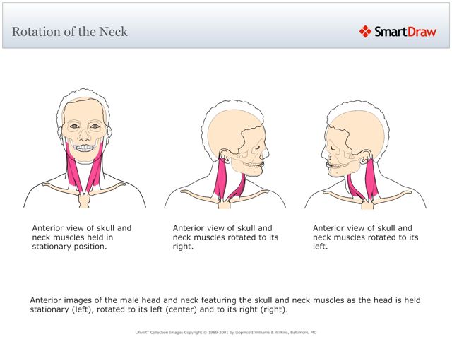 Rotation_of_the_Neck