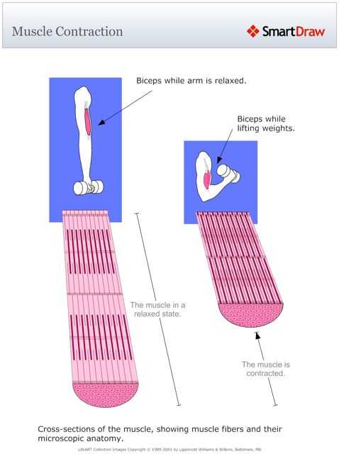 Muscle_Contraction