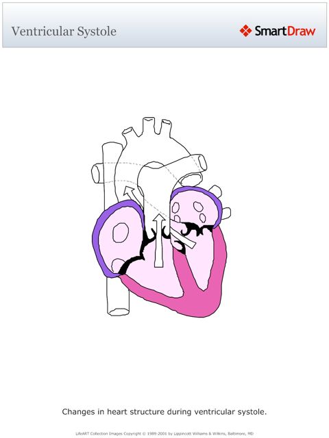 Ventricular_Systole