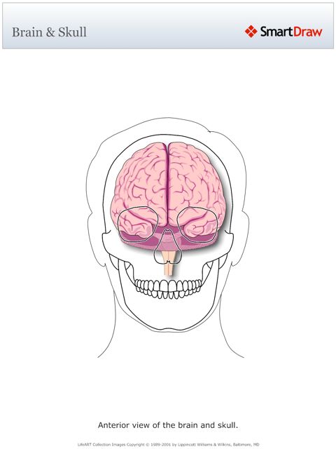 Brain_&_Skull