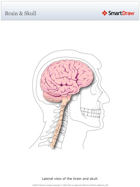 Brain_&_Skull2