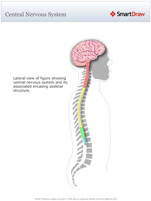 Central_Nervous_System