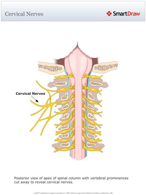 Cervical_Nerves